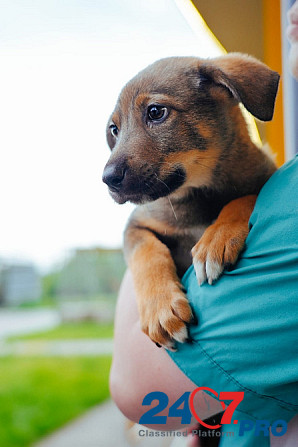 Чудеснейший щеночек Сэнди в добрые руки Moscow - photo 4