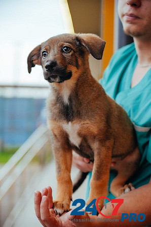 Чудеснейший щеночек Сэнди в добрые руки Moscow - photo 3