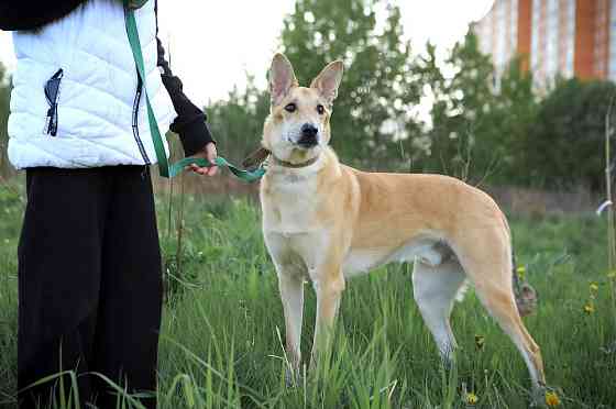 Добряк-пёс в самом расцвете сил Sankt-Peterburg