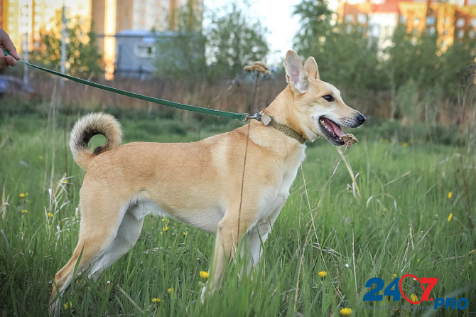 Добряк-пёс в самом расцвете сил Санкт-Петербург - изображение 6