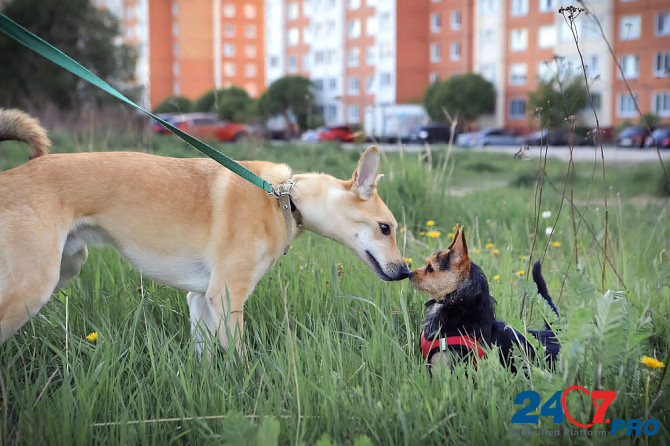 Добряк-пёс в самом расцвете сил Sankt-Peterburg - photo 8