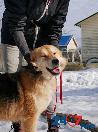 Игривая собака с хвостом-пальмой Sankt-Peterburg - photo 5