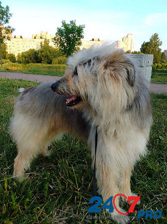 Безумно красивый старый пес остался без дома Sankt-Peterburg - photo 3