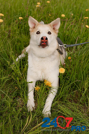 Мировой красавец-пёс Sankt-Peterburg - photo 2