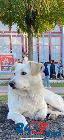Белоснежный ласковый красавец Sankt-Peterburg - photo 4