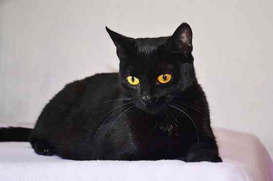 Необычайной красоты чисто черная кошка Опра в добрые руки Moscow