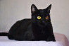 Необычайной красоты чисто черная кошка Опра в добрые руки Moscow