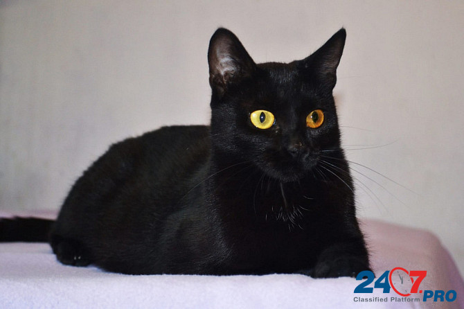 Необычайной красоты чисто черная кошка Опра в добрые руки Москва - изображение 1