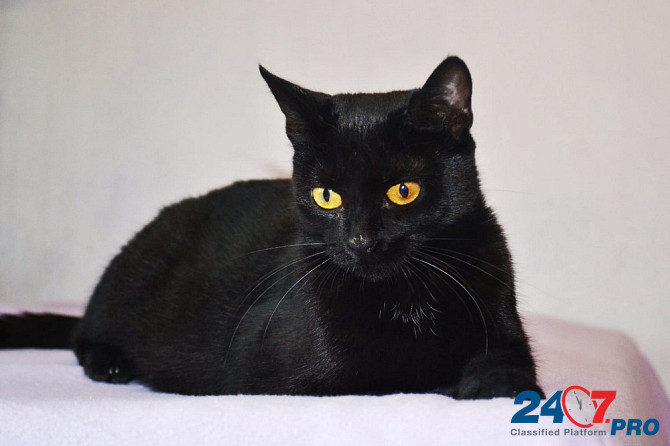 Необычайной красоты чисто черная кошка Опра в добрые руки Москва - изображение 2