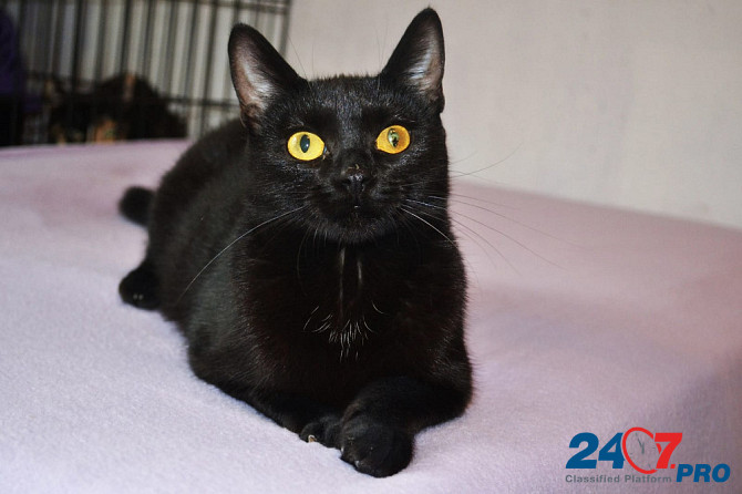 Необычайной красоты чисто черная кошка Опра в добрые руки Moscow - photo 5