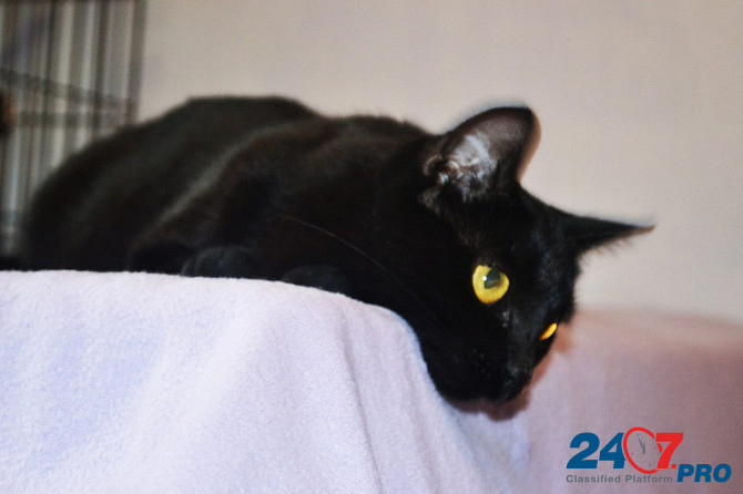 Необычайной красоты чисто черная кошка Опра в добрые руки Москва - изображение 3