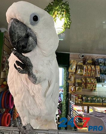 ОТДАМ в добрые руки попугая Какаду Берлин - изображение 2