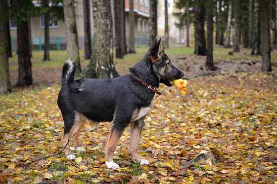 Фантастический, изумительный, обалденный щенок ищет дом Sankt-Peterburg