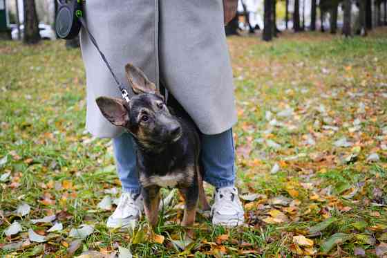 Фантастический, изумительный, обалденный щенок ищет дом Sankt-Peterburg