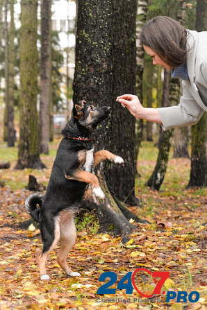 Фантастический, изумительный, обалденный щенок ищет дом Sankt-Peterburg - photo 5