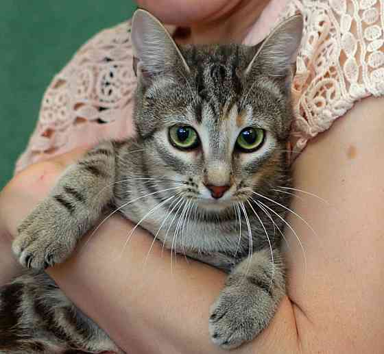 Безупречная красавица-кошка Sankt-Peterburg