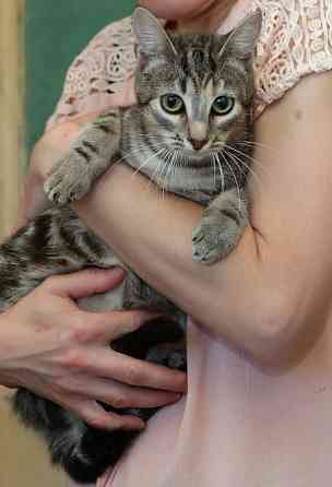 Безупречная красавица-кошка Sankt-Peterburg