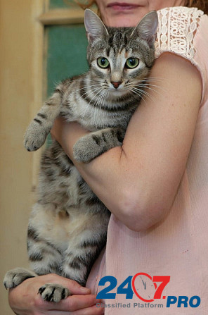 Безупречная красавица-кошка Санкт-Петербург - изображение 3