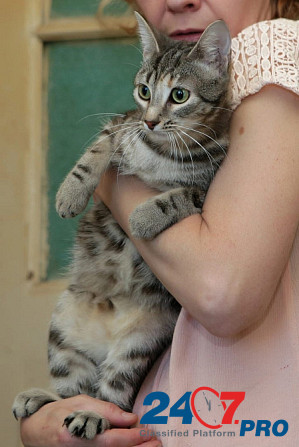 Безупречная красавица-кошка Санкт-Петербург - изображение 4