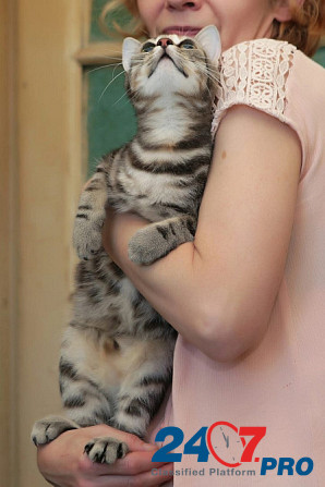 Безупречная красавица-кошка Санкт-Петербург - изображение 2