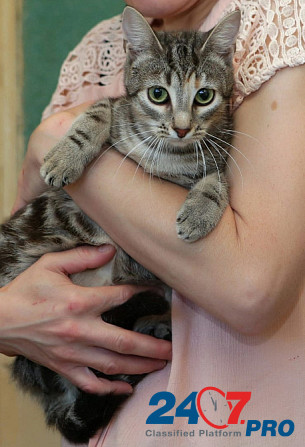 Безупречная красавица-кошка Санкт-Петербург - изображение 1