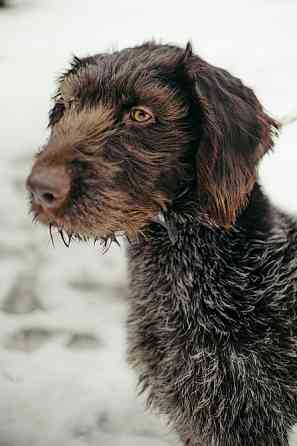Красотка собака породы Дратхаар Sankt-Peterburg