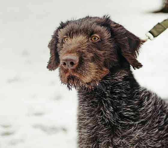 Красотка собака породы Дратхаар Sankt-Peterburg