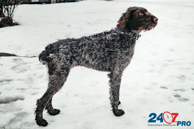 Красотка собака породы Дратхаар Санкт-Петербург - изображение 2