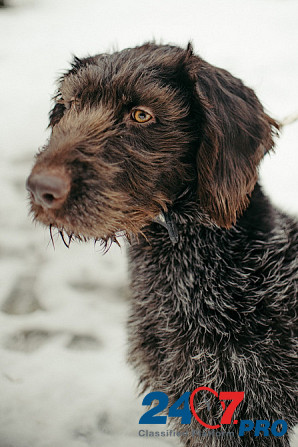 Красотка собака породы Дратхаар Санкт-Петербург - изображение 3