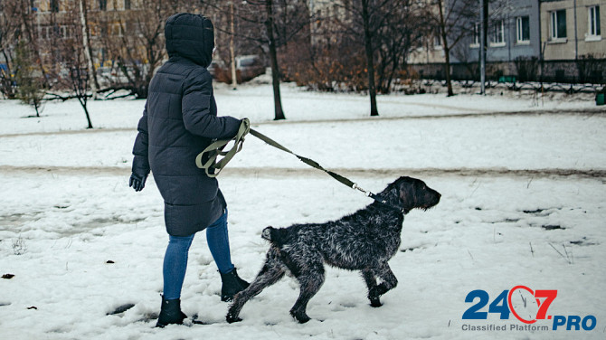 Красотка собака породы Дратхаар Санкт-Петербург - изображение 5
