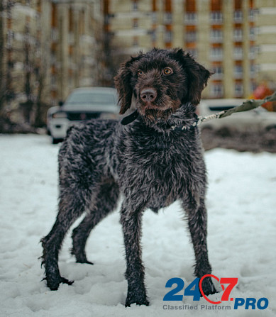 Красотка собака породы Дратхаар Санкт-Петербург - изображение 7
