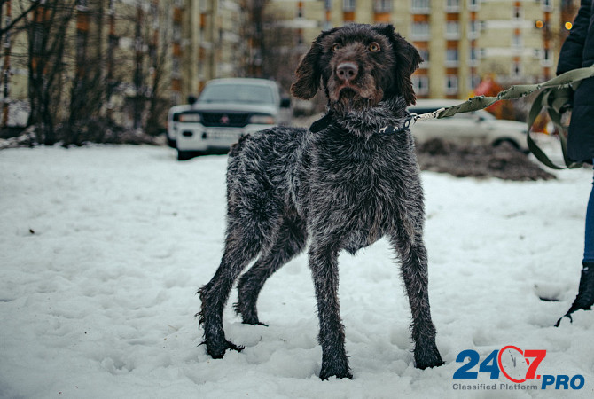 Красотка собака породы Дратхаар Санкт-Петербург - изображение 6