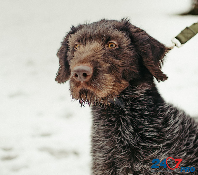 Красотка собака породы Дратхаар Санкт-Петербург - изображение 4