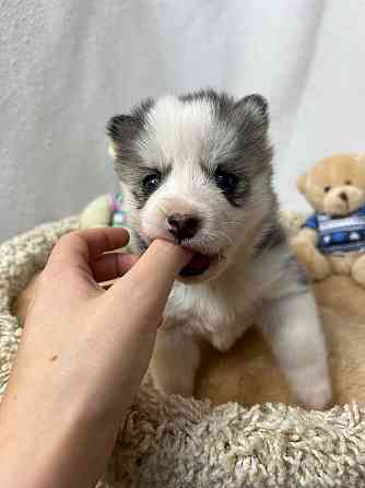Pomsky puppies Щенки помски (Mini husky) Dubai