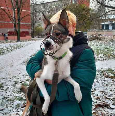 Небольшой симпатичный пёс ищет дом Sankt-Peterburg