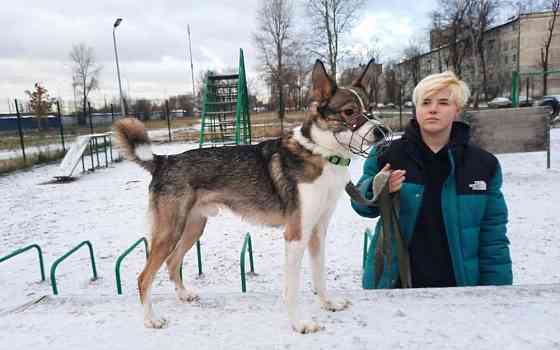 Небольшой симпатичный пёс ищет дом Sankt-Peterburg