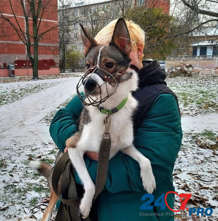 Небольшой симпатичный пёс ищет дом Sankt-Peterburg - photo 4
