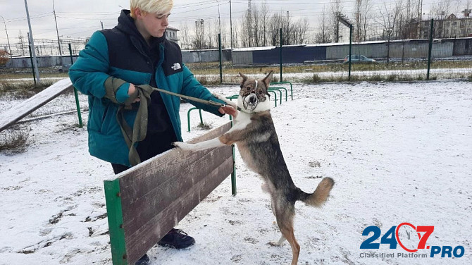 Небольшой симпатичный пёс ищет дом Sankt-Peterburg - photo 7