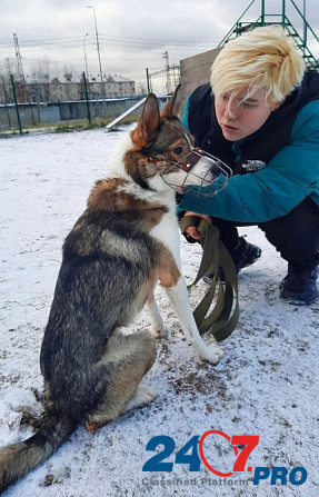 Небольшой симпатичный пёс ищет дом Санкт-Петербург - изображение 6