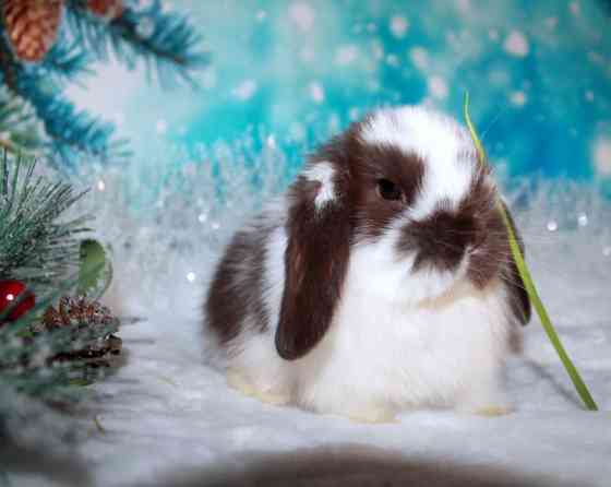 Продажа вислоухих мини-крольчат на новый год Elektrogorsk