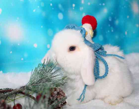 Продажа вислоухих мини-крольчат на новый год Электрогорск
