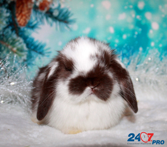 Продажа вислоухих мини-крольчат на новый год Электрогорск - изображение 3