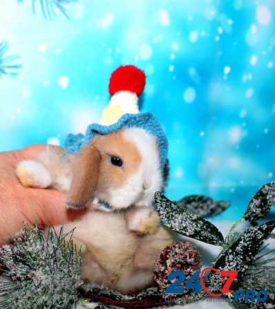 Продажа вислоухих мини-крольчат на новый год Электрогорск - изображение 8