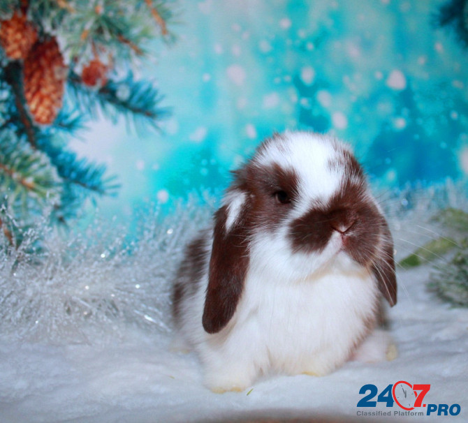 Продажа вислоухих мини-крольчат на новый год Электрогорск - изображение 1