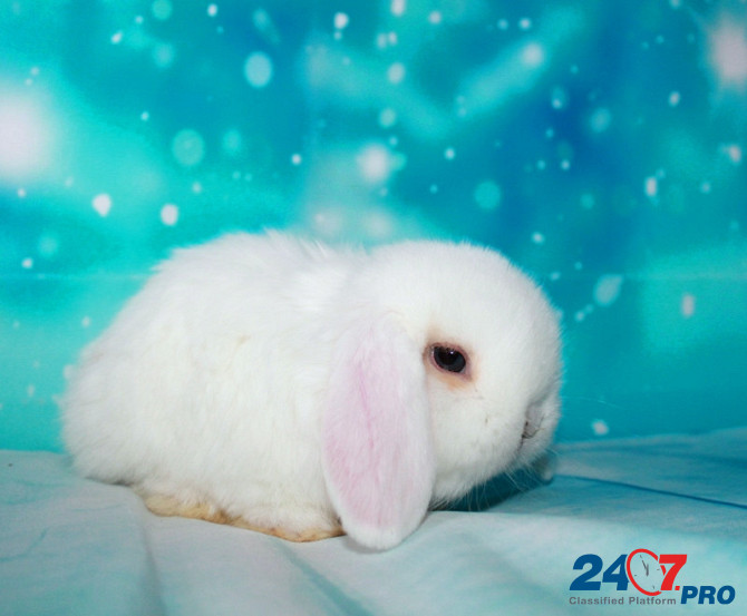 Продажа вислоухих мини-крольчат на новый год Elektrogorsk - photo 6