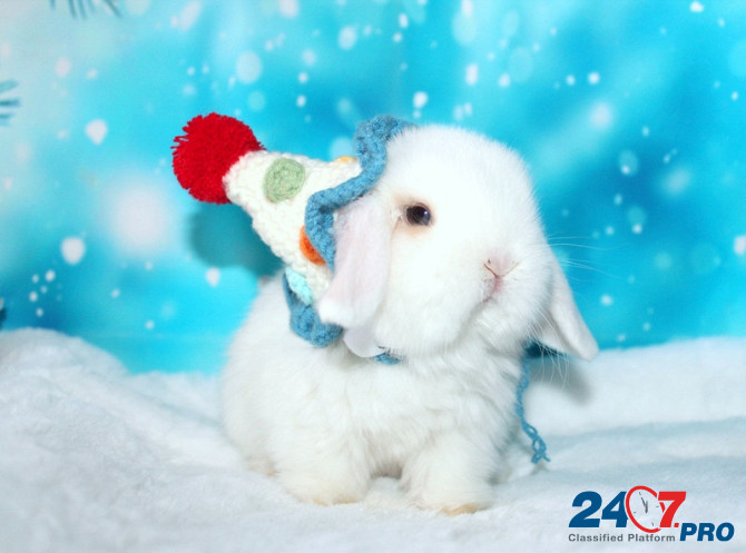 Продажа вислоухих мини-крольчат на новый год Электрогорск - изображение 4