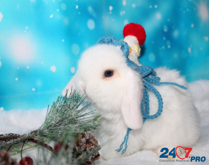 Продажа вислоухих мини-крольчат на новый год Электрогорск - изображение 5