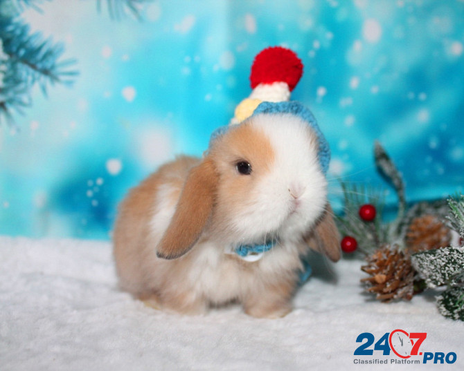 Продажа вислоухих мини-крольчат на новый год Электрогорск - изображение 7