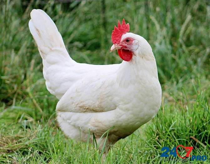 Poultry farm operator with accommodation Lipetsk - photo 1