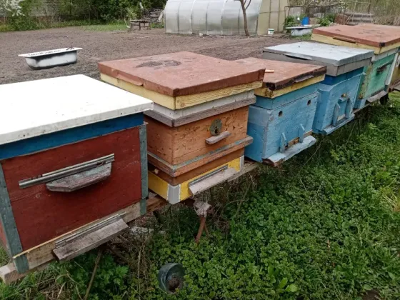 Пчелы и улья Kursk